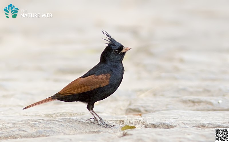 Crested Bunting